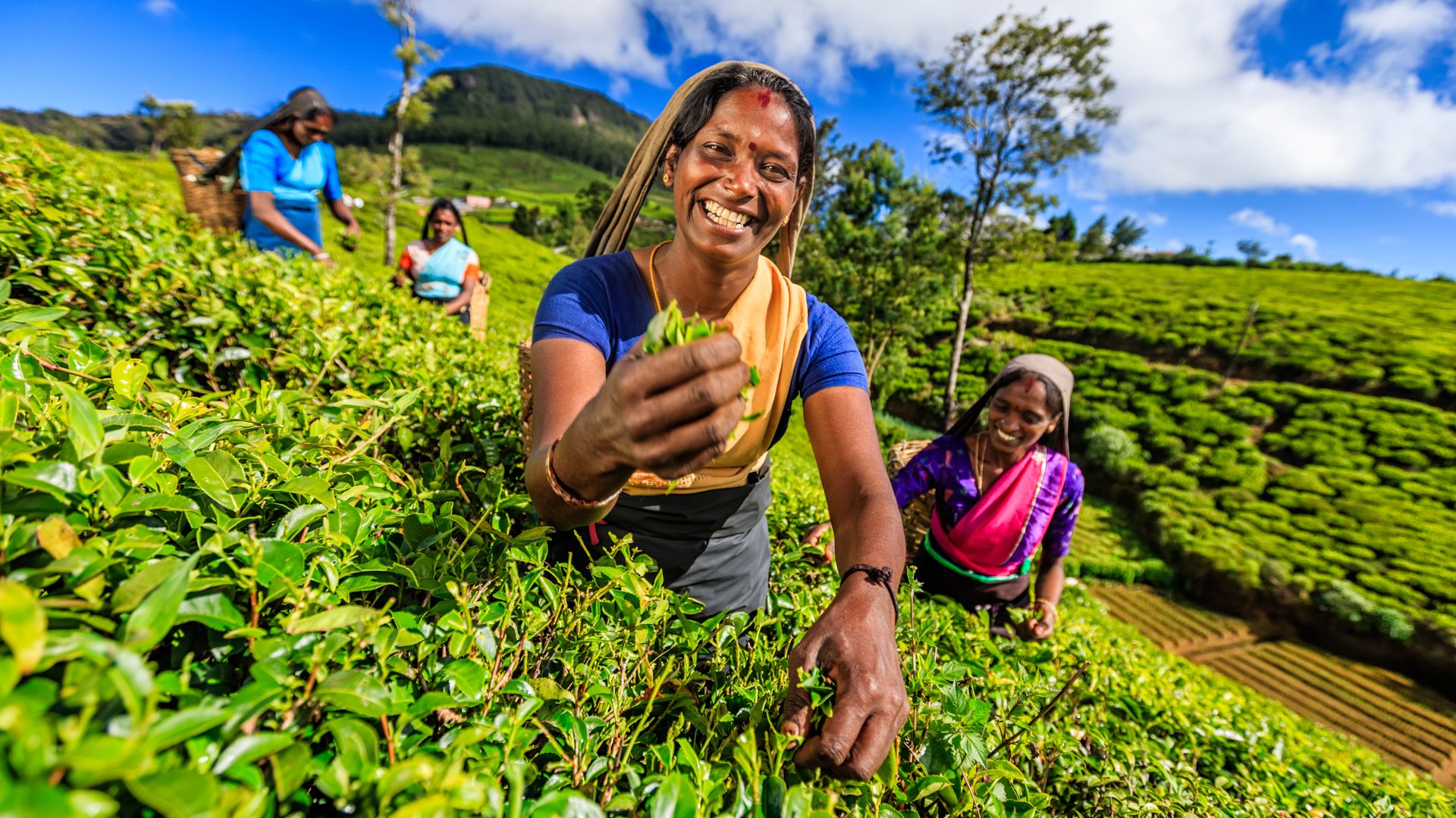 Sri-Lanka-Tea